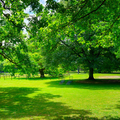 Fototapeta na wymiar Beautiful meadow in park