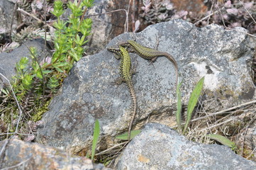 Zwei Mauereidechsen auf einem Stein Podarcis muralis