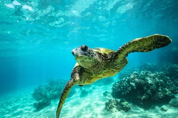 Poster Im Rahmen Riesenschildkröte Nahaufnahme schwimmt Unterwasser Ozean Hintergrund von Korallen © Fotolia Premium