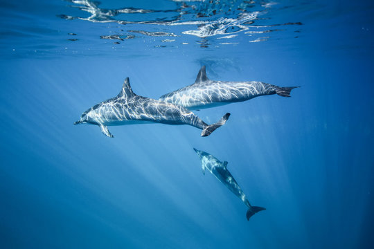 Dolphins swim in the ocean. Photo underwater