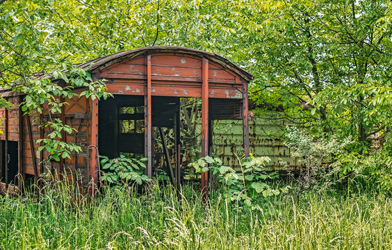 Railway wagon derelict captured by vegetation.