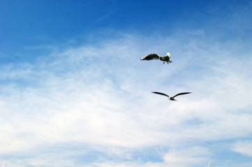 Seagull hovering in the air

