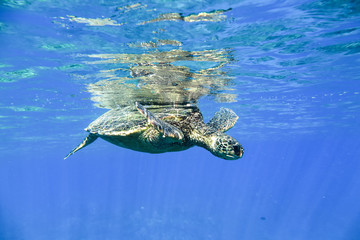 Fototapeta na wymiar Turtle in the ocean under water