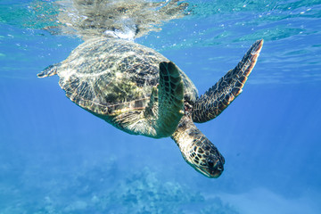 Turtle in the ocean under water