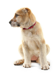 Central Asian Shepherd puppy isolated on white