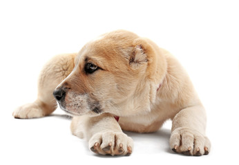 Central Asian Shepherd puppy isolated on white