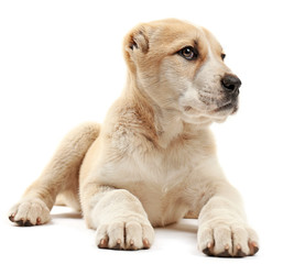 Central Asian Shepherd puppy isolated on white