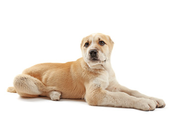 Central Asian Shepherd puppy isolated on white