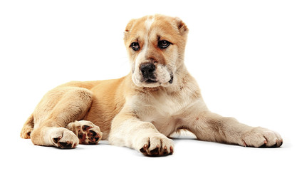 Central Asian Shepherd puppy isolated on white