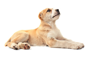 Central Asian Shepherd puppy isolated on white