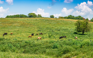 Cows to pasture