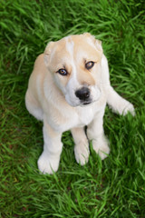 Central Asian Shepherd puppy outside on the grass