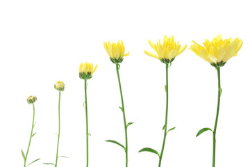 Flower bloom stages, isolated on white
