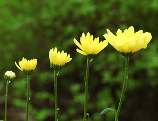 Yellow blooming flowers on green leaves background
