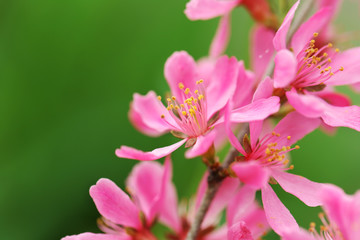 Blooming tree in spring with pink flowers