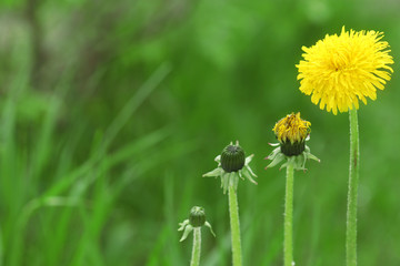 Flower bloom stage of dandelion on green grass background