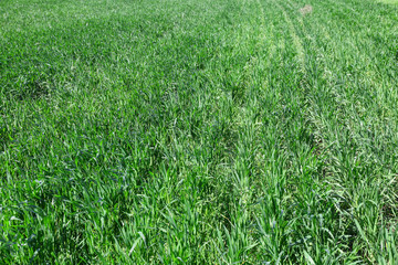 Green wheat crops field