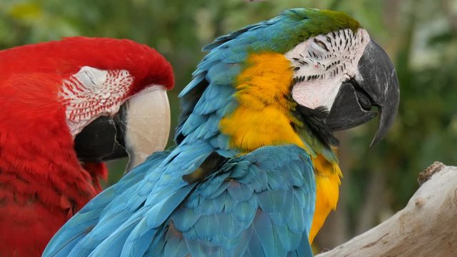 Scarlet macaw and  blue-and-yellow macaw (Ara ararauna) extreme closeup 4K UHD