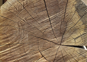 Fototapeta premium radial cut wood