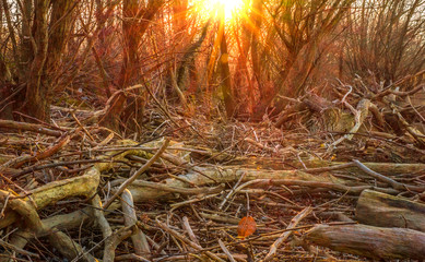 Sun wood - Secluded beach somewhere 518 km from the village Mechka, Ruse district, Bulgaria 