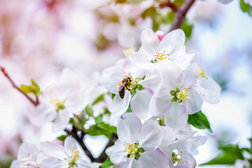 flowers apple bee