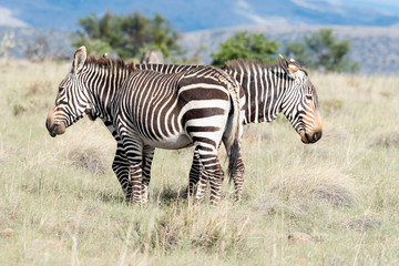 Mountain zebra grazing