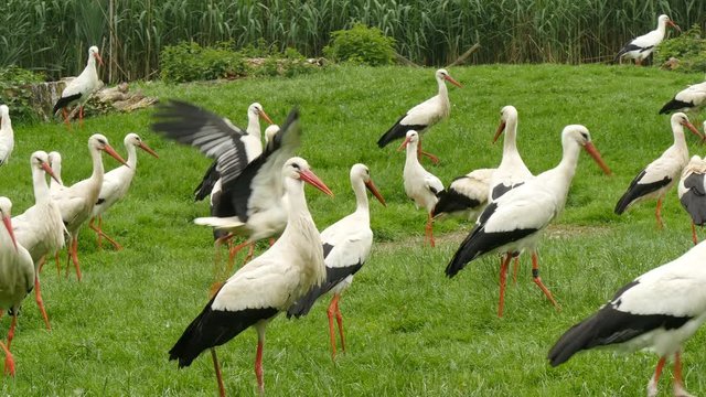 Large group of white storks on a meadow 4K UHD