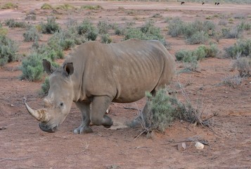 Fototapeta premium An Angry Rhinoceros on the Plains of South Africa 