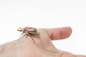 may-bug on a hand isolated