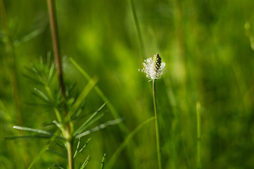 meadow flowers