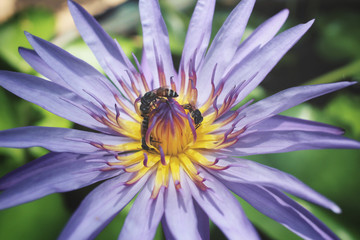 lotus flower
