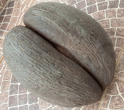 coco-fesses des Seychelles 