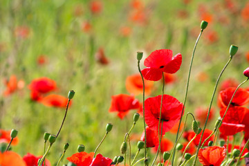 Red poppy seed flowers
