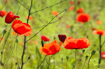 Red poppy seed flowers