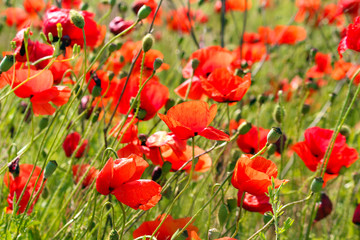 Naklejka premium Red poppy seed flowers
