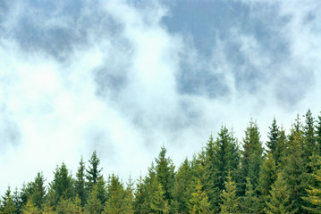 Forest in fog and snow