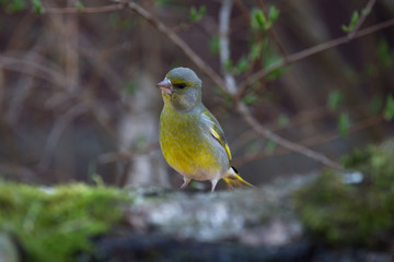 Greenfinch (Carduelis chloris) on birch trunk for natural backgr
