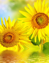 Fototapeta premium Beautiful sunflower field in summer