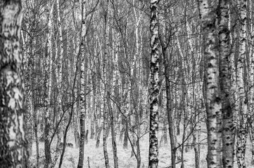 Obraz premium Birkenwald