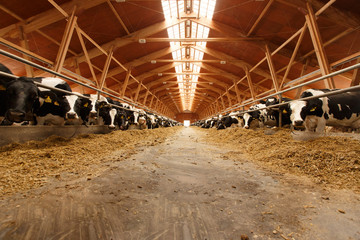 Herd of young cows in cowshed © Diflope