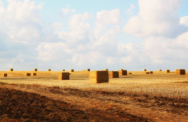 image of gold wheat haystacks field and blue sky.