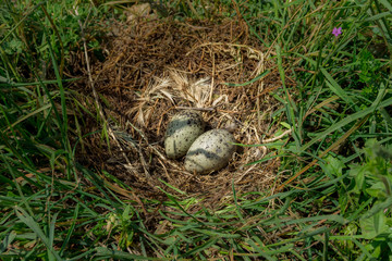 Яйца чаек на территории заброшенной крепости Мамула, Черногория