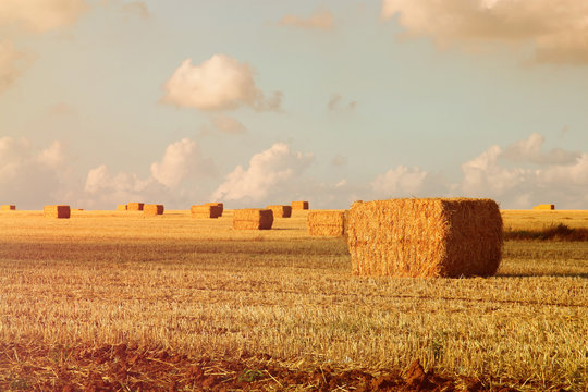 image of gold wheat haystacks field at sunset light