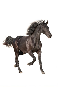 Nice Friesian Horse Running On White Background