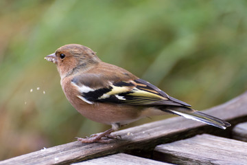 Common Chaffinch close-up