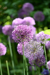 Fototapeta premium allium, Zierlauchblüten im Gegenlicht