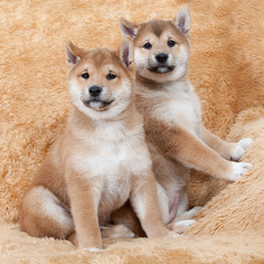 Nice puppy - shiba - inu