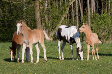 Obraz na płótnie Canvas Herd pony horses on meadow
