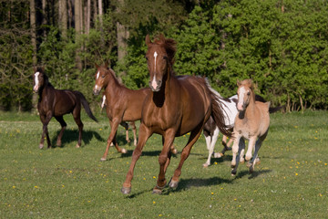 Herd pony horses running on meadow