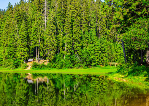 lake among the conifer forest